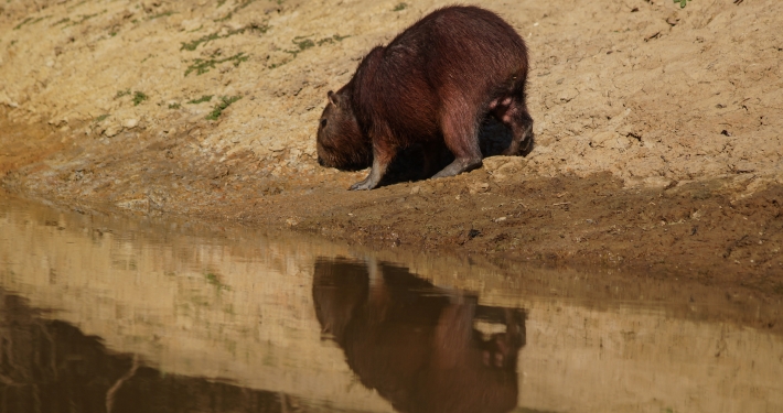 Pampas del Yacuma: wilde Tiere in Bolivien pampas