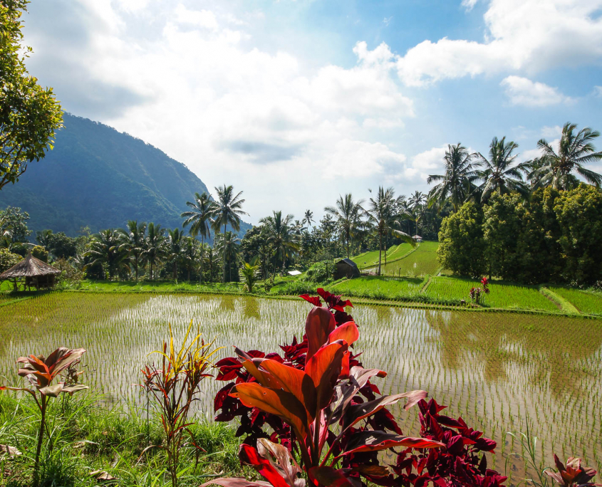 Reisfelder und Landschaft auf Bali