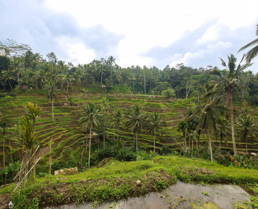 Reisterrassen auf Bali in der Nähe von Ubud