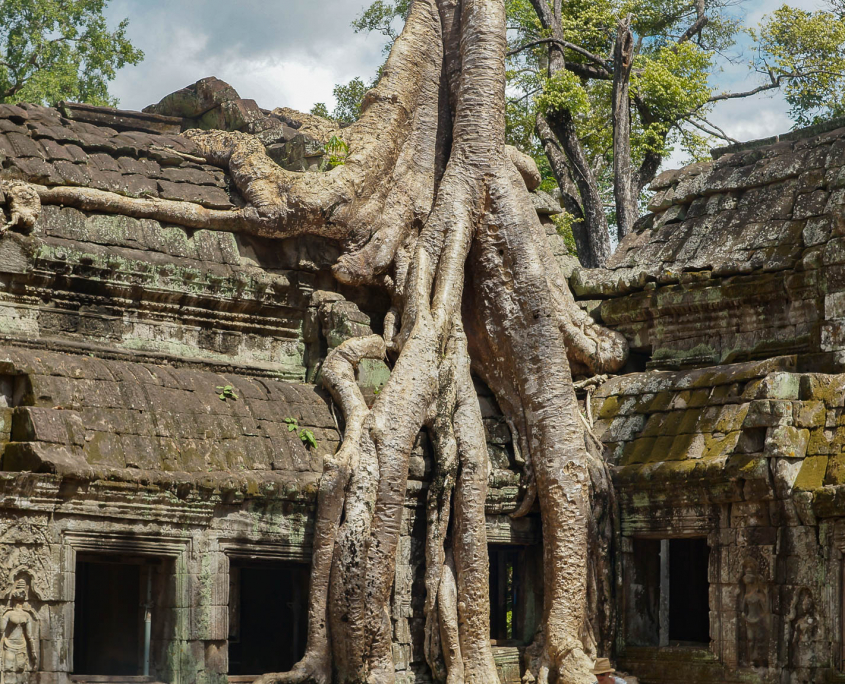 Riesige Wurzeln im Ta Prom ihn Angkor in Kambodscha