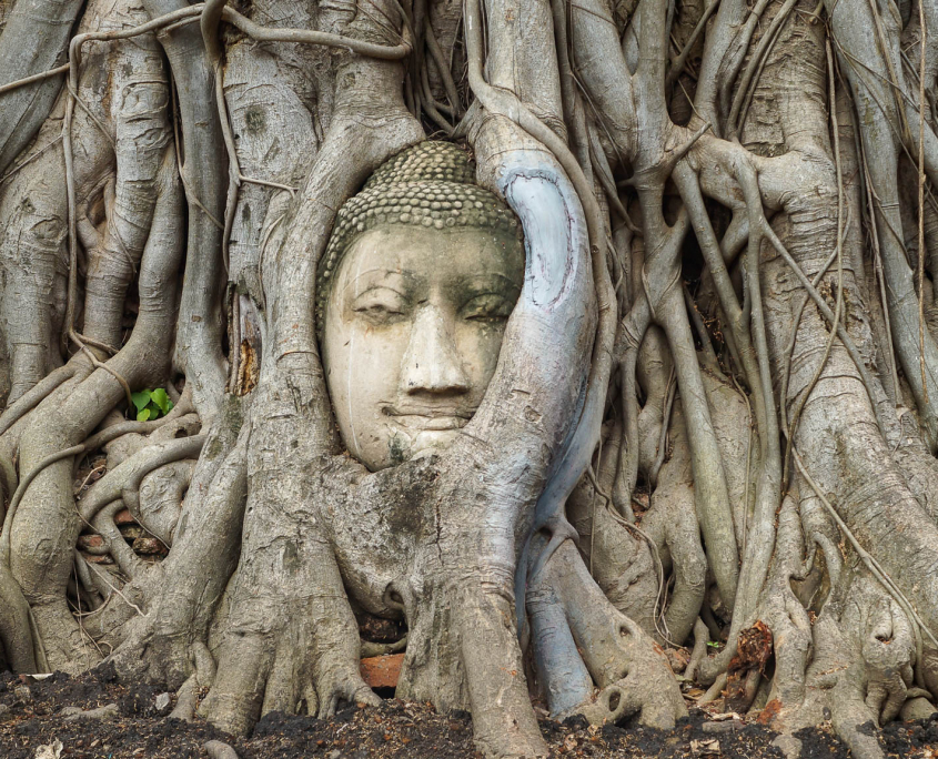 Gesicht im Baum im Wat Maha That in Ayutthaya