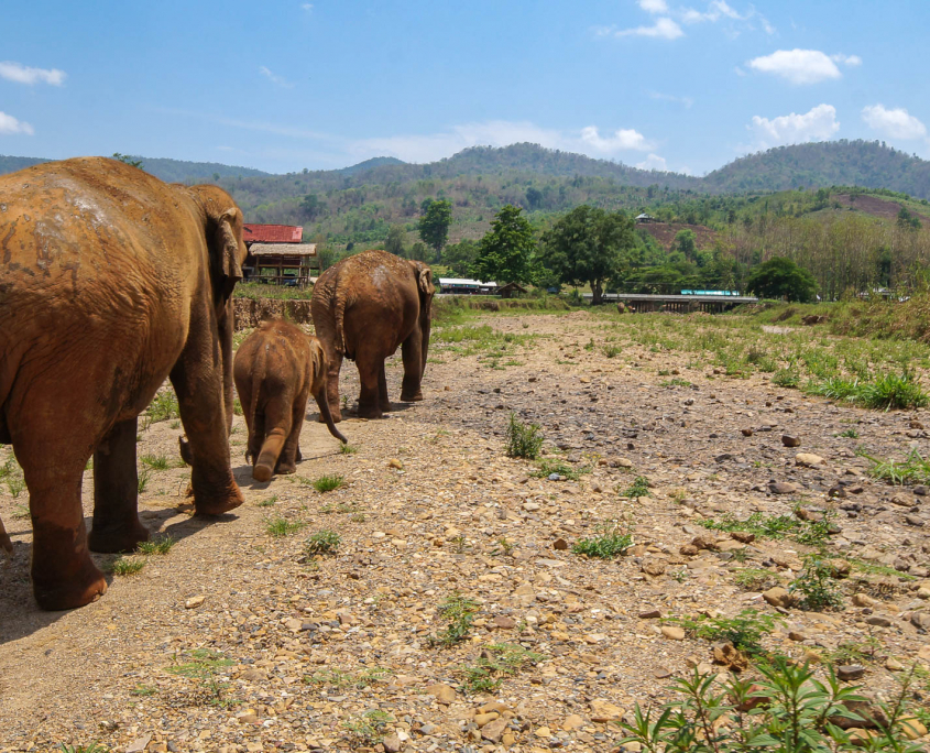 Spaziergang mit Elefanten in Chiang Mai