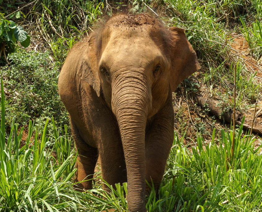 Junger Elefant in Chiang Mai