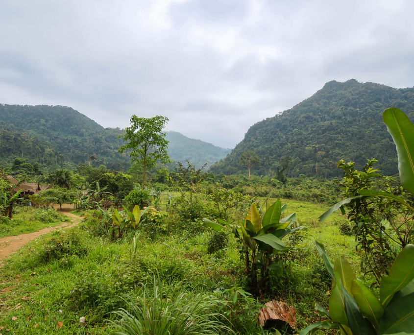 Dschungeltrek im Phong Nha National Park